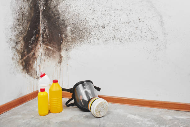 Best Post-Flood Mold Remediation in La Grange, NC